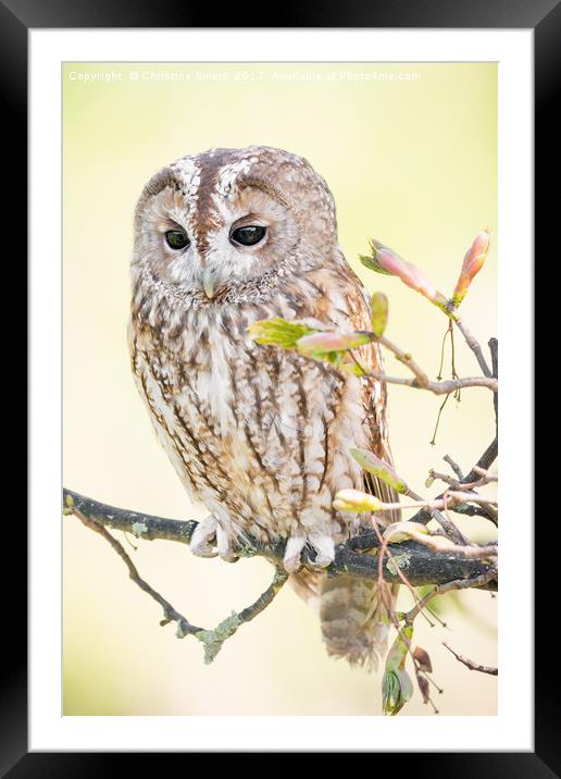Tawny Owl in Springtime Framed Mounted Print by Christine Smart