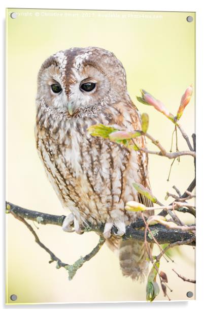 Tawny Owl in Springtime Acrylic by Christine Smart