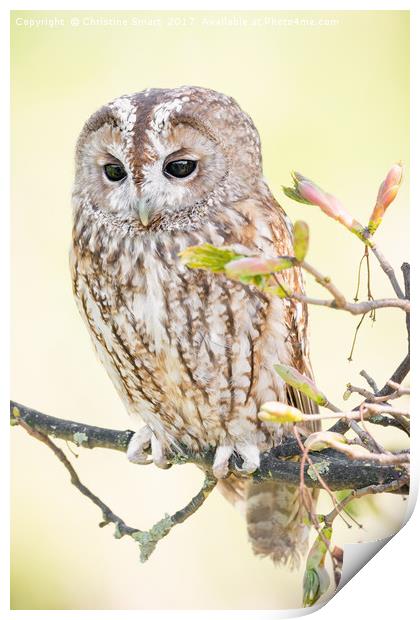 Tawny Owl in Springtime Print by Christine Smart