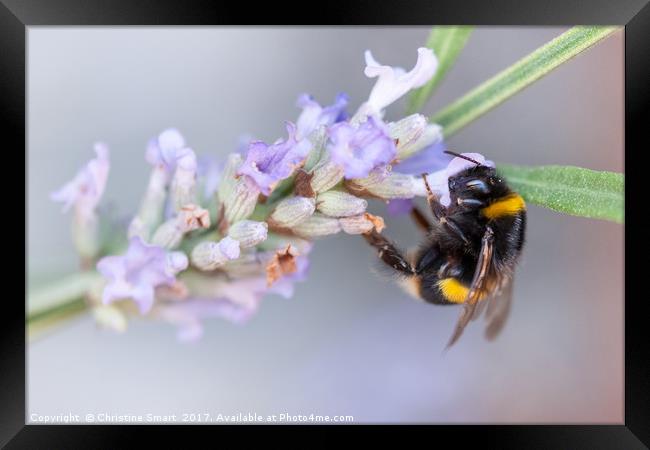 Bumble Bee on Lavender Framed Print by Christine Smart