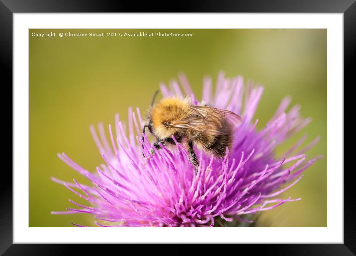 Bumble Bee on Purple Thistle Framed Mounted Print by Christine Smart