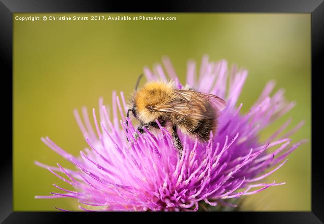 Bumble Bee on Purple Thistle Framed Print by Christine Smart