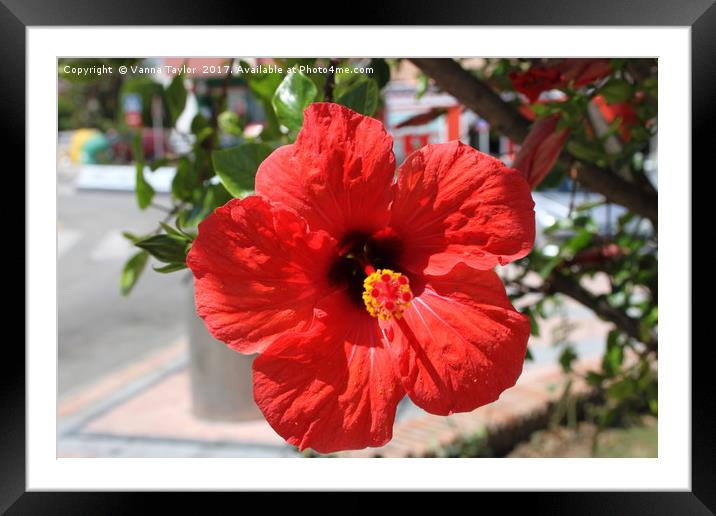 Red Hibiscus Beauty Framed Mounted Print by Vanna Taylor