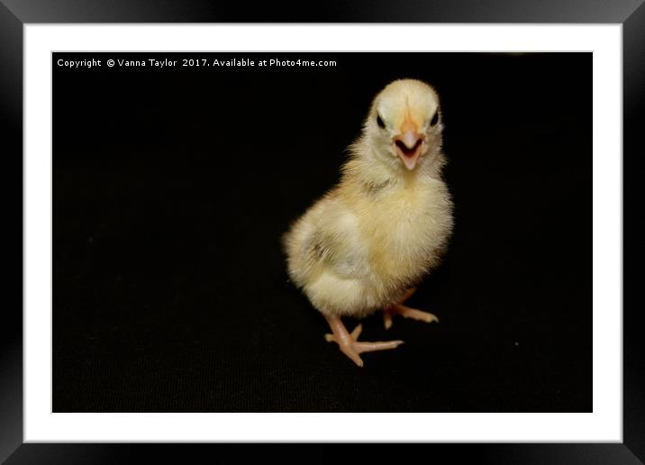 Chick With Attitude Framed Mounted Print by Vanna Taylor