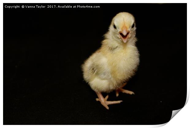Chick With Attitude Print by Vanna Taylor