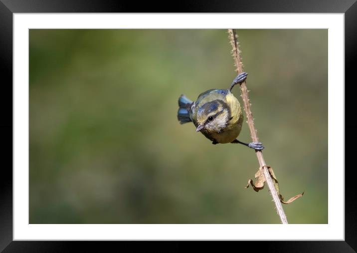 Blue Tit Framed Mounted Print by Val Saxby LRPS