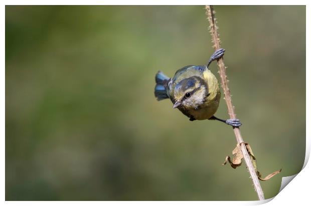 Blue Tit Print by Val Saxby LRPS