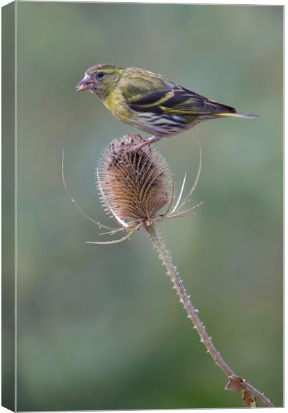 Siskin Canvas Print by Val Saxby LRPS