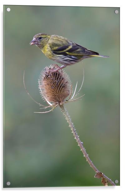 Siskin Acrylic by Val Saxby LRPS