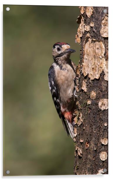 Greater Spotted Woodpecker Acrylic by Val Saxby LRPS