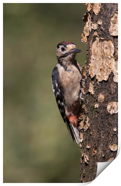 Greater Spotted Woodpecker Print by Val Saxby LRPS
