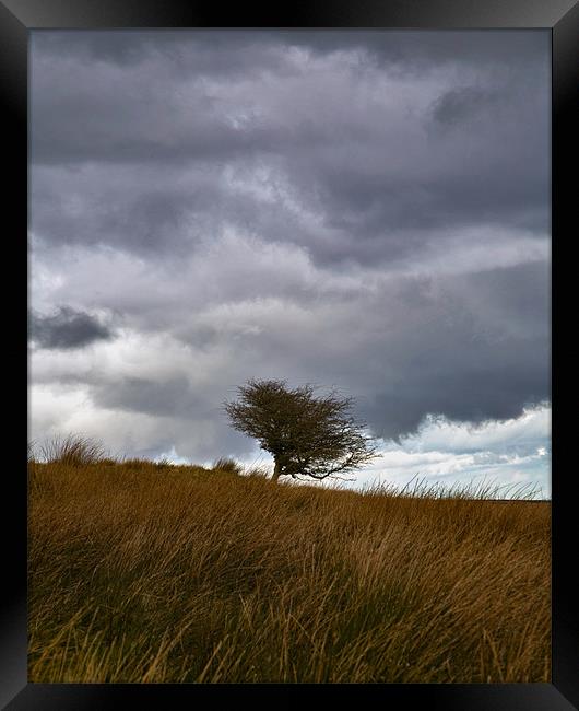 Lonely Tree on Exmoor Framed Print by Mike Gorton