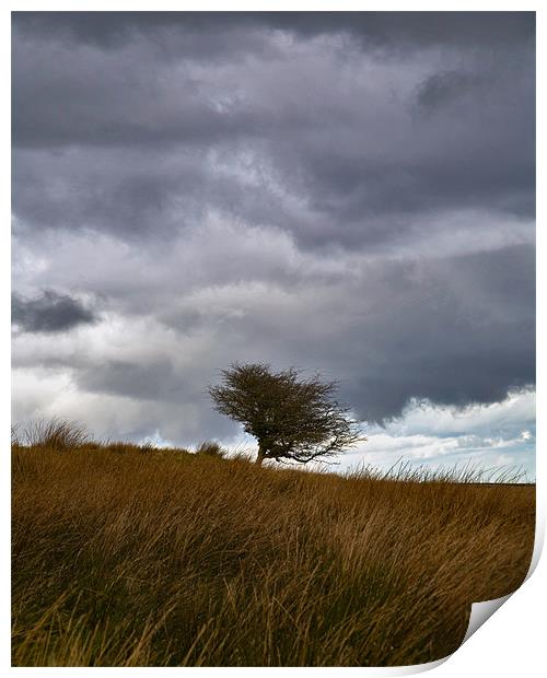 Lonely Tree on Exmoor Print by Mike Gorton