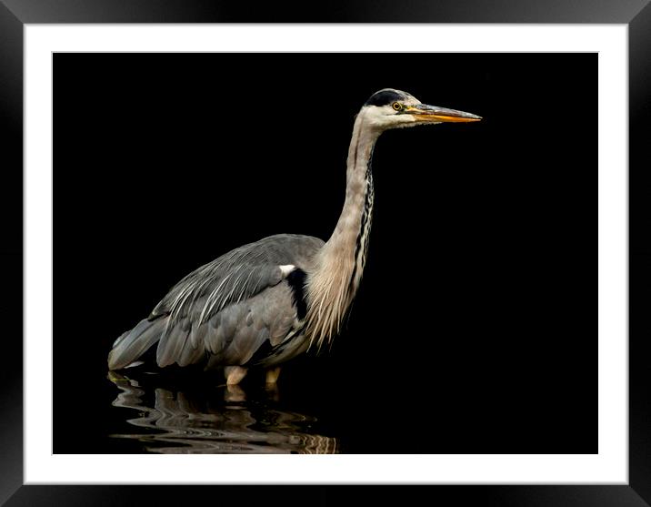 Low key grey heron. Framed Mounted Print by Jonathan Thirkell