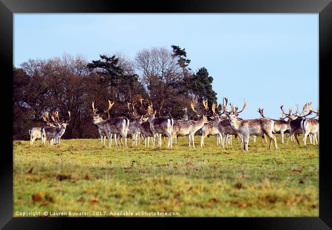 Oh Deer Me! Framed Print by Lauren Bywater