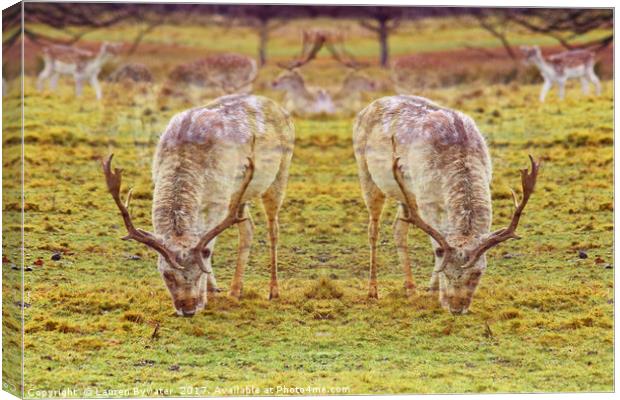 Oh Deer Me! Canvas Print by Lauren Bywater