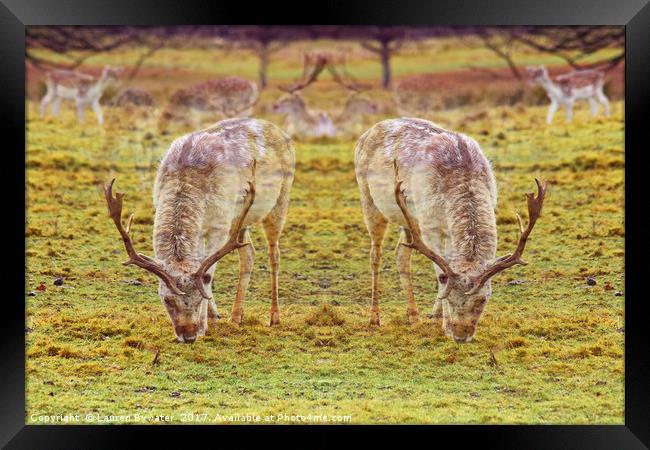 Oh Deer Me! Framed Print by Lauren Bywater