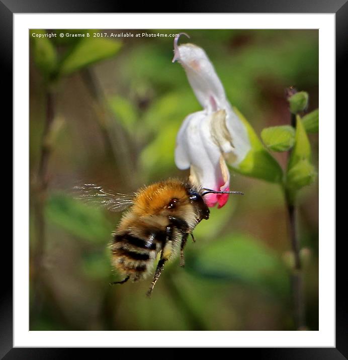 Bee coming in  Framed Mounted Print by Graeme B