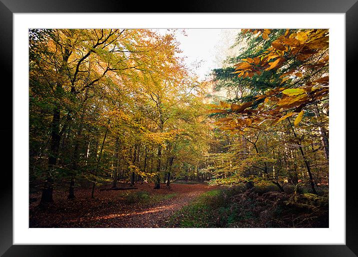 Yellow Glow Framed Mounted Print by Stephen Mole
