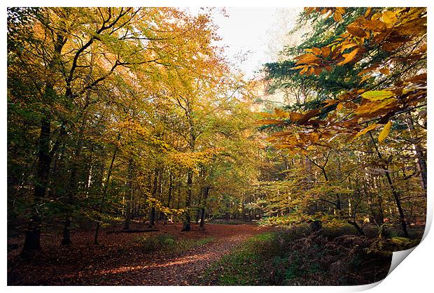 Yellow Glow Print by Stephen Mole