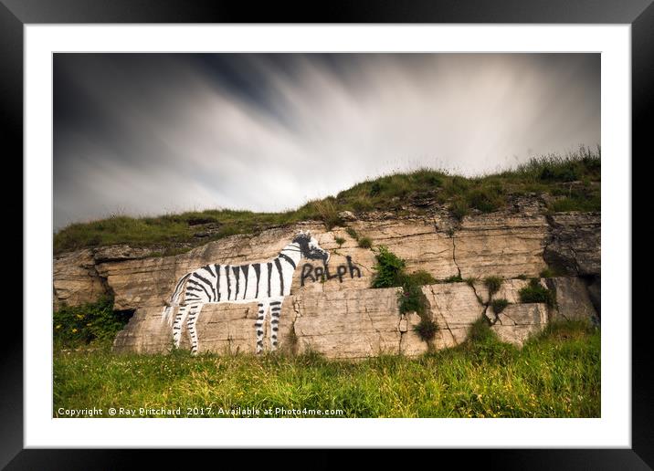 Ralph the Zebra Framed Mounted Print by Ray Pritchard