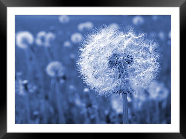 Blue Dandelion (Time Peace) Framed Mounted Print by Samantha Higgs