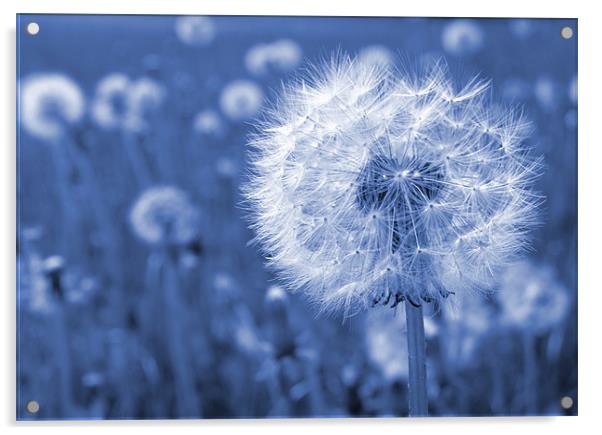 Blue Dandelion (Time Peace) Acrylic by Samantha Higgs