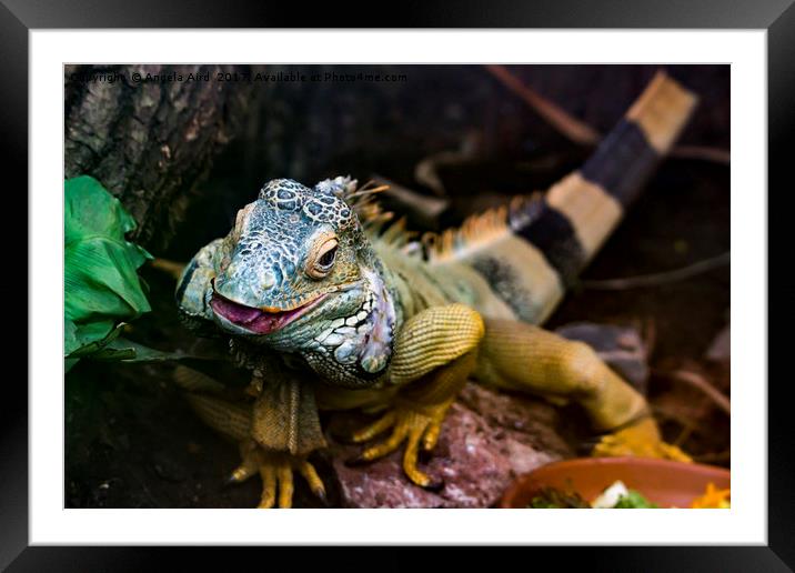 Reptile. Framed Mounted Print by Angela Aird