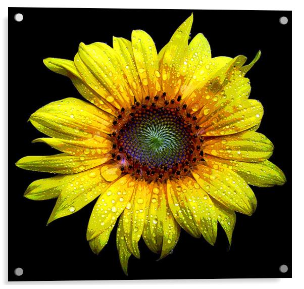 Wet Sunflower Acrylic by james balzano, jr.