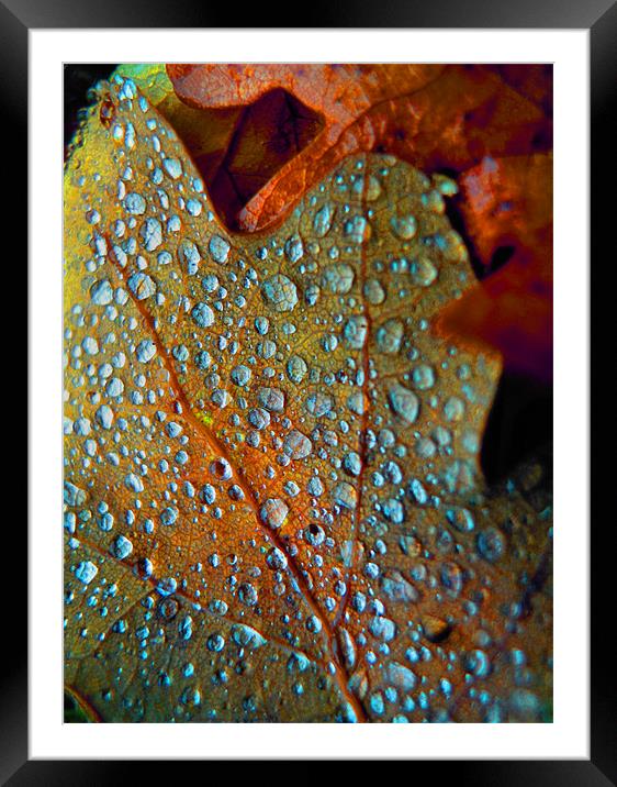 contemporary autumn Framed Mounted Print by Heather Newton