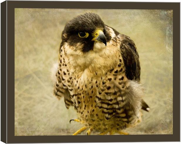 Young Red-Tailed Hawk Canvas Print by Jacqi Elmslie