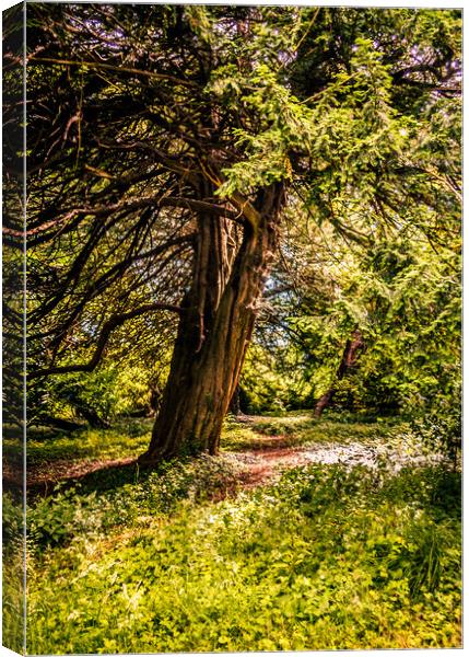 A Walk through the Trees Canvas Print by Naylor's Photography