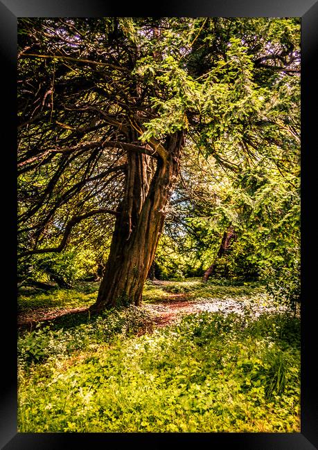 A Walk through the Trees Framed Print by Naylor's Photography