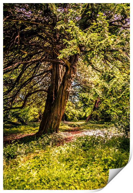 A Walk through the Trees Print by Naylor's Photography