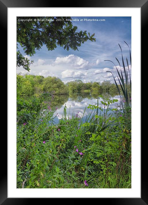 Reeds and reflection on a summers day Framed Mounted Print by Brian Fagan