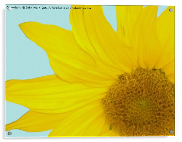 Sunflower Acrylic by John Wain