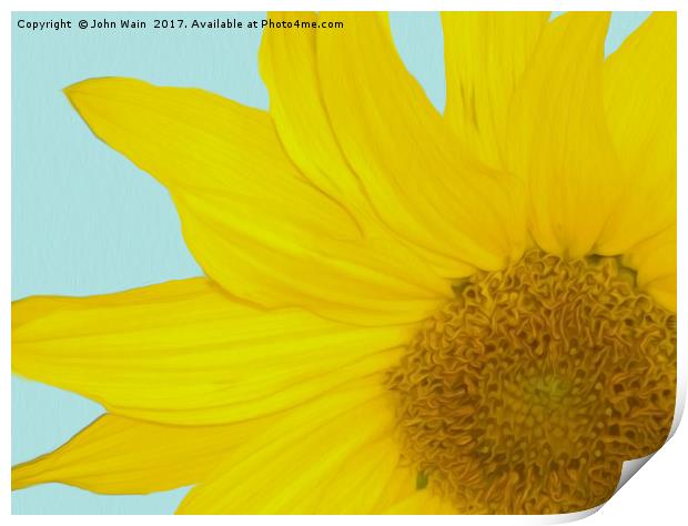 Sunflower Print by John Wain