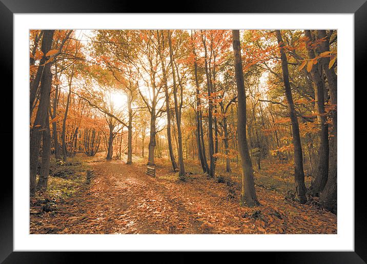 Autumn Dream Framed Mounted Print by Eddie Howland