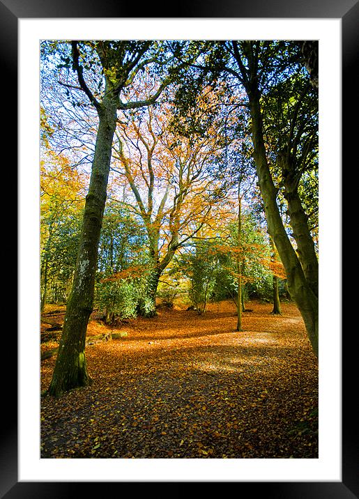 Autumn Framed Mounted Print by Eddie Howland