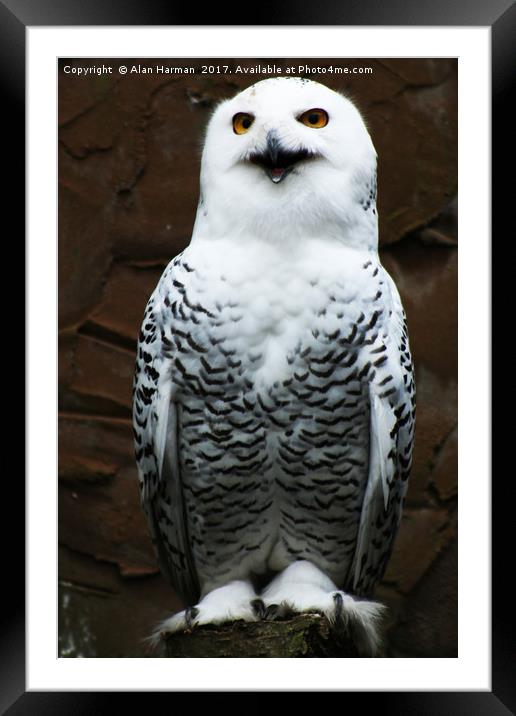 Snowy Owl Framed Mounted Print by Alan Harman