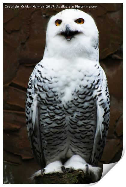 Snowy Owl Print by Alan Harman