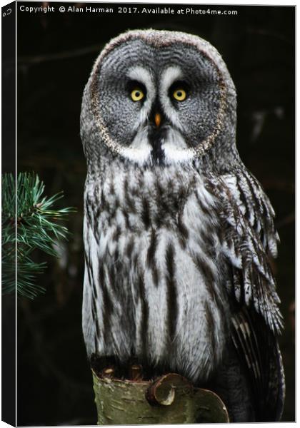 The Great Grey Owl Canvas Print by Alan Harman