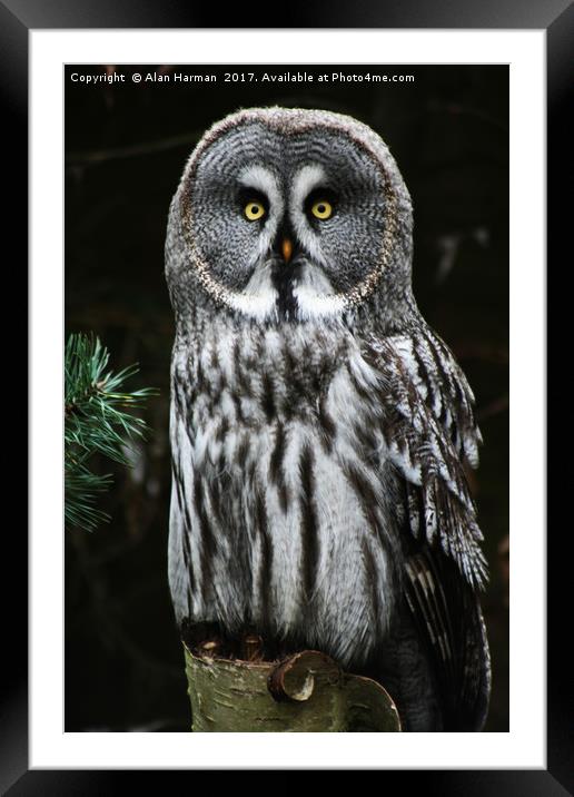 The Great Grey Owl Framed Mounted Print by Alan Harman