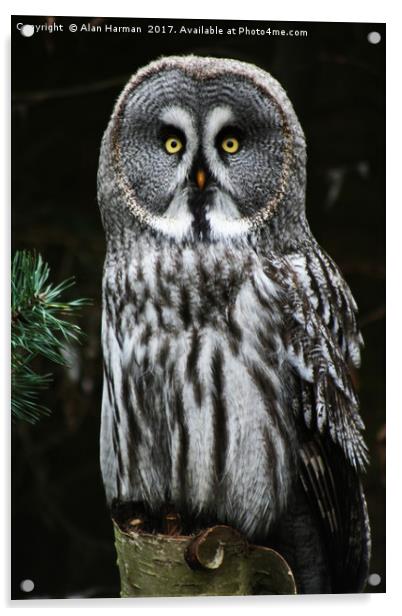 The Great Grey Owl Acrylic by Alan Harman