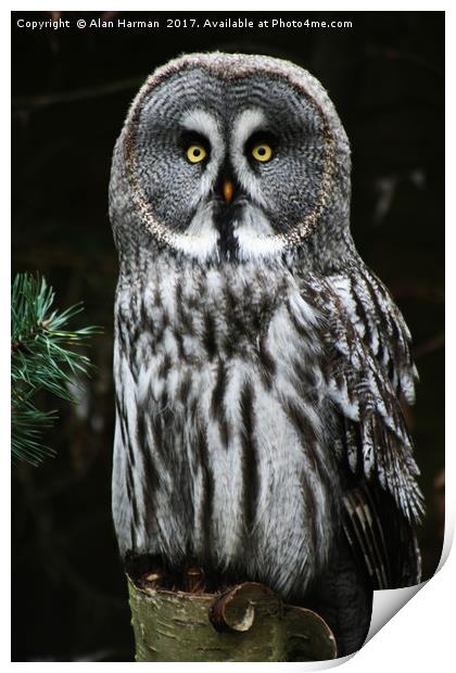 The Great Grey Owl Print by Alan Harman