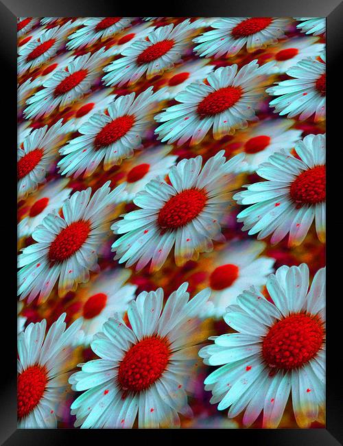 daisy dreams Framed Print by Heather Newton
