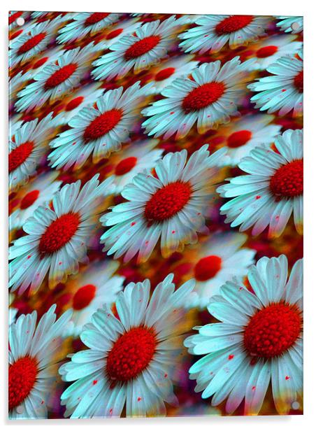 daisy dreams Acrylic by Heather Newton