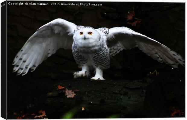 Snowy Owl With Open Wings Canvas Print by Alan Harman