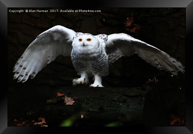 Snowy Owl With Open Wings Framed Print by Alan Harman