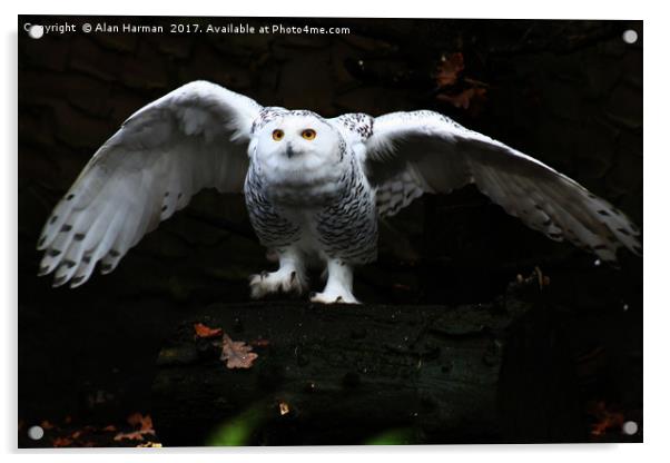 Snowy Owl With Open Wings Acrylic by Alan Harman